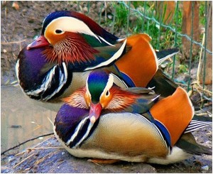 Duck mandarin duck - descriere, fotografie, ferma acasa