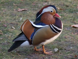 Duck mandarin duck - descriere, fotografie, ferma acasa