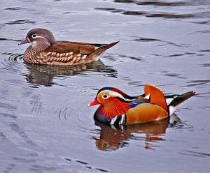 Duck mandarin duck - descriere, fotografie, ferma acasa