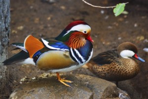 Duck mandarin duck - descriere, fotografie, ferma acasa