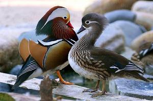 Duck mandarin rață descriere a aspectului de păsări, informații despre comportament, nutriție și reproducere