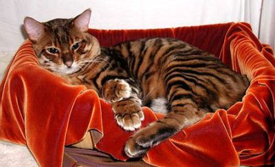 Догляд та утримання бенгальської кішки - чим годувати, хвороби, линяють чи, фото, відгуки власників