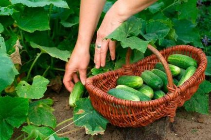 Догляд за огірками в кінці літа - початку осені