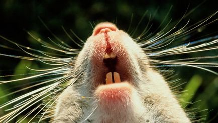Îngrijirea pentru hamsteri dinți sănătoși