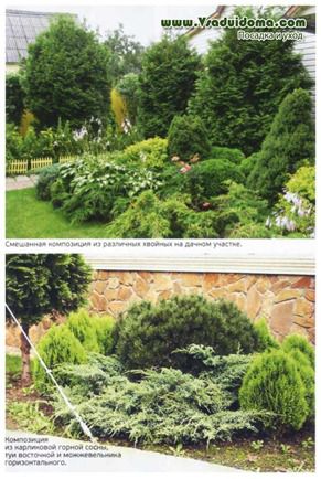 Grijă de conifere în țară în condițiile rusiei medii, un loc despre o grădină, o resedință de vară și plante de casă