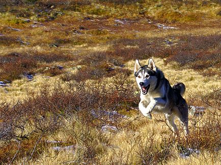 Loialitate față de câinii de vânătoare Husky