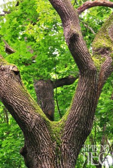 Típusának kiválasztása fa