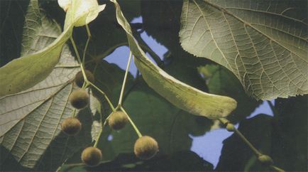 Alegerea unei specii de copaci ... cu frunze largi - folosind plante - sfaturile noastre