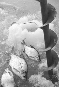 Вибір льодоруба (льодобуру, коловороту) - майстерня - снасті - все для риболовлі в Петербурзі - портал