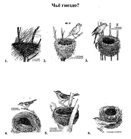 Quiz - ziua păsărilor!