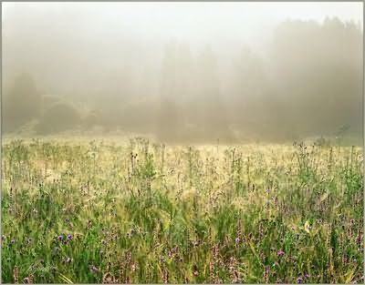 Cultivarea pepeni verzi în Transbaikalia