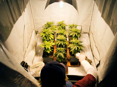 Cannabis cultivarea în interior