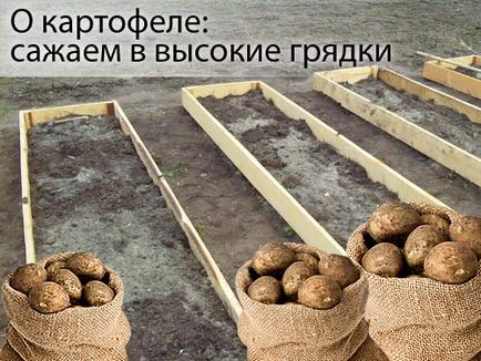 Cultivarea cartofilor timpurii în paturi înalte și crestături - un blog despre cultivarea culturilor în țară