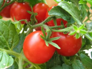 Cultivarea tomatelor prin metoda terechinelor, răsadurilor de răsaduri