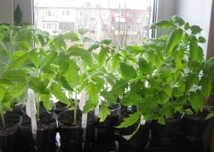 Cultivarea tomatelor prin metoda terechinelor, răsadurilor de răsaduri