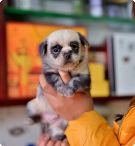 În China, au fost puțini neobișnuite