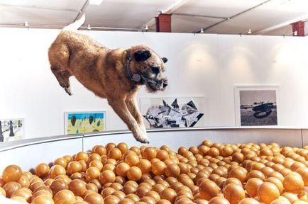 Londonban, egy művészeti galériát arra összpontosít, hogy a kutyák