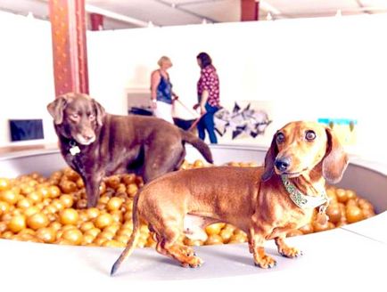 La Londra, a deschis o galerie de artă, destinată câinilor