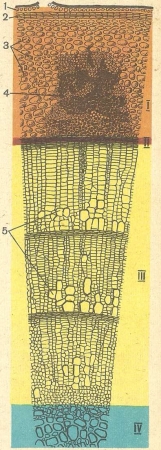 Structura internă a tulpinii