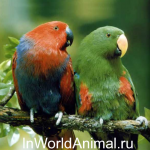 Papagalii înverziți, în lumea animală