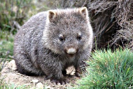 Wombat fotó, életmód, amit eszik, reprodukció