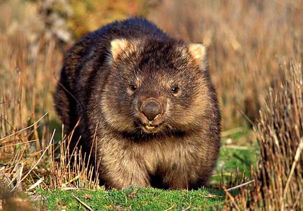 Wombat fotó, életmód, amit eszik, reprodukció