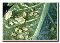 Шкідники і хвороби капусти, блог валерія Жданова