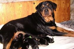 Rottweiler împerechere