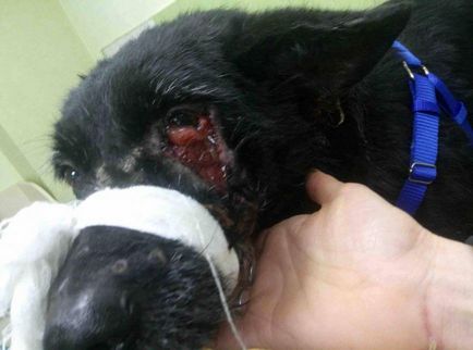 A Zaporozhye megölte az őr kollégája Flayer mert sérült kutyák (fotó 18 plus)