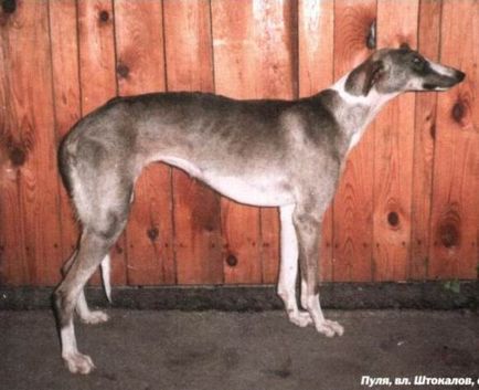 Horta Greyhound