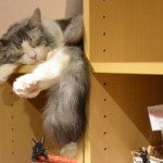 Храм сплячої кішки - кототека - найцікавіше про світ кішок