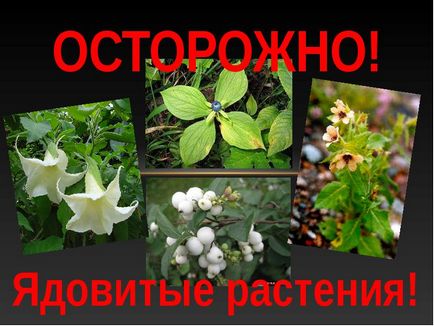 Отруйні рослини для домашніх тварин, квітникар-консалтинг