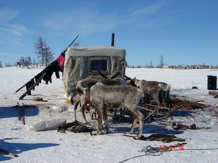 Păstorii de iarbă din Yamal castrează cerbi, mușcându-și testiculele - un fapt