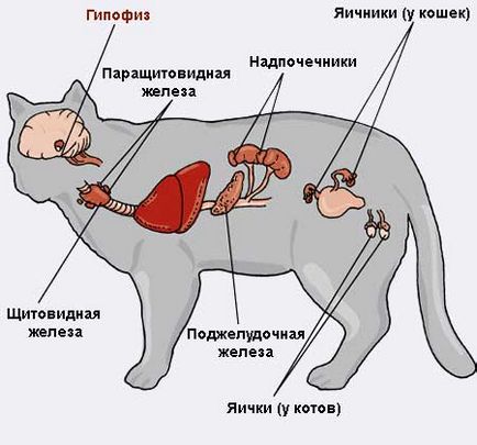hypophysis betegség macskákban