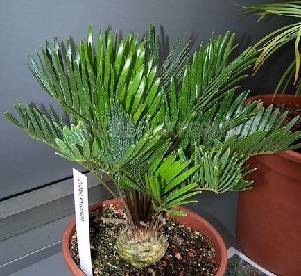 Zamia - specii, îngrijire, reproducere, posibile dificultăți, greenhome