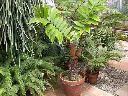 Zamia - specii, îngrijire, reproducere, posibile dificultăți, greenhome