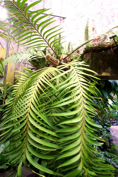 Zamia - specii, îngrijire, reproducere, posibile dificultăți, greenhome