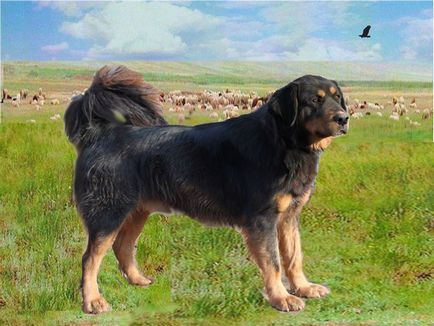 Este înregistrată o nouă rasă de câini - un câine ciobănesc Kalmyk