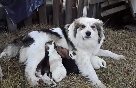 Locuitorii lui kusas au salvat un câine de la un depozit de deșeuri urbane