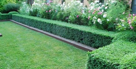 Hedge ragyogó madárbirs (élő) Sövény madárbirs zseniális