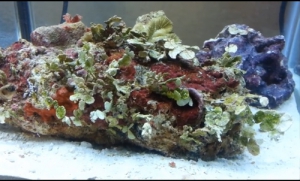 Живі камені для акваріума