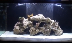 Живі камені для акваріума