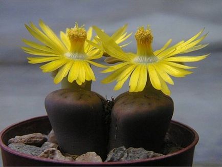 Élő kövek (Lithops) a kertben