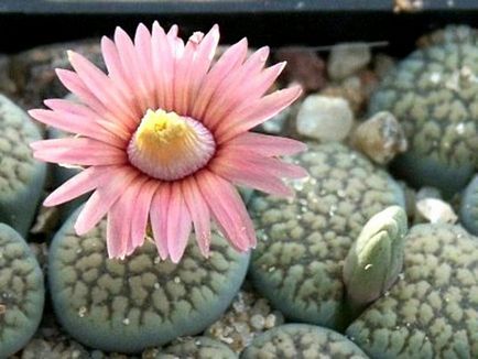 Élő kövek (Lithops) a kertben