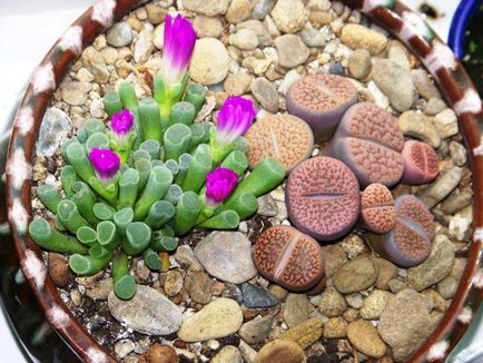 Élő kövek (Lithops) a kertben