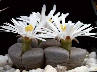 Élő kövek (Lithops) a kertben