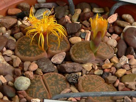 Élő kövek (Lithops) a kertben