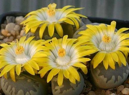 Élő kövek (Lithops) a kertben