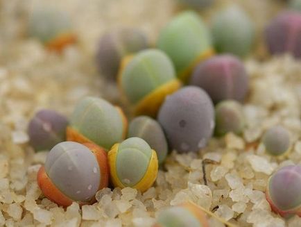 Élő kövek (Lithops) a kertben