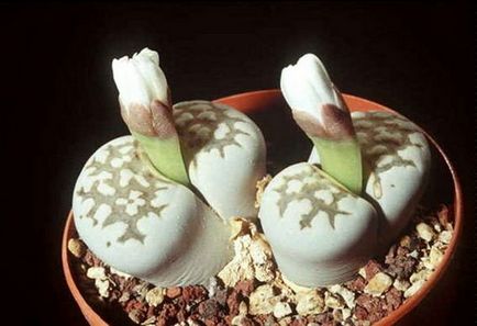 Élő kövek (Lithops) a kertben